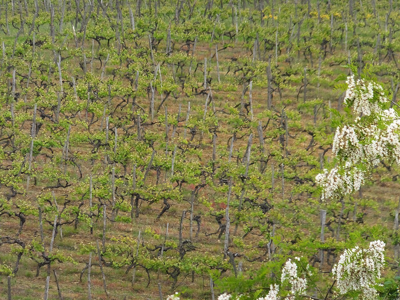 A vineyard near Motovun; not a named winery.